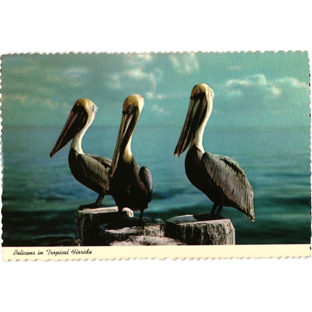 Vintage Postcard Pelicans Tropical Florida Natural Color Photography Unused